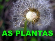 As plantas